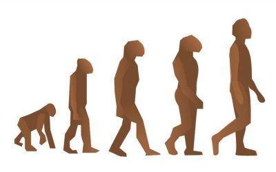 El cuero cabelludo. Introducción.