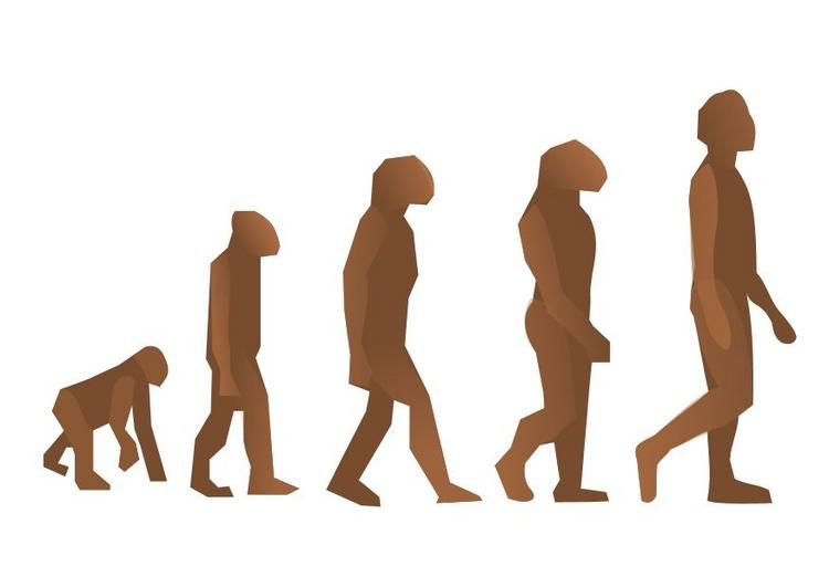 human-evolution