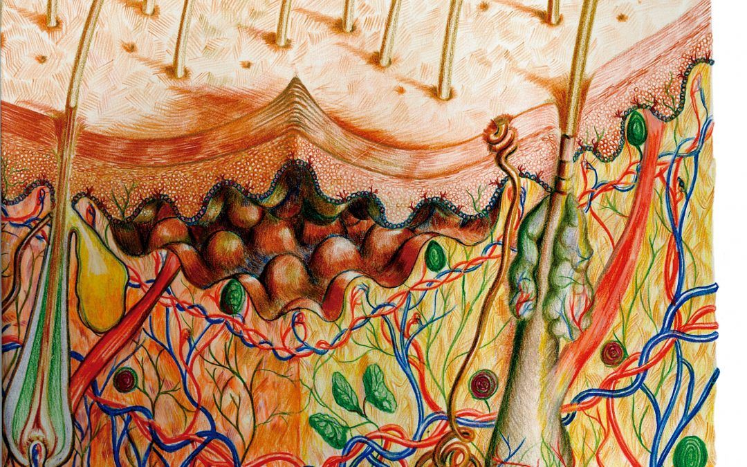 Estructura de la piel