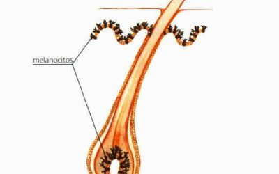 La Melanogénesis