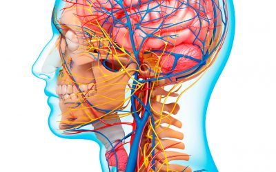 ¿Cómo es el riego sanguíneo del cuero cabelludo?